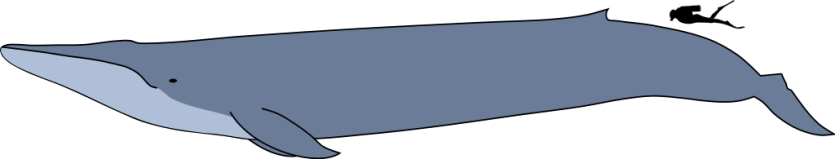 1024px-Blue_whale_size.svg